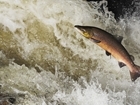 Annual salmon count shows record low numbers of fish for a second consecutive year