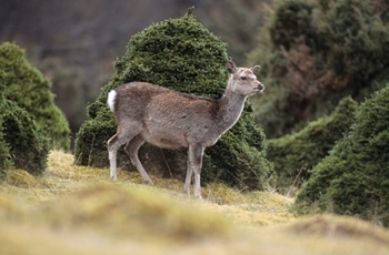 Sika Deer www.lauriecampbell.com