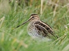 New GWCT project to track common snipe’s migration routes to breeding grounds