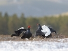 Black grouse breed in the North York Moors after re-introduction