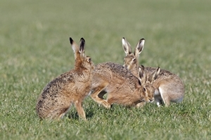 Group of Brown Hares (www.davidkjaer.com)