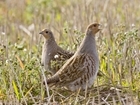 Be among those who are making the grey partridge count