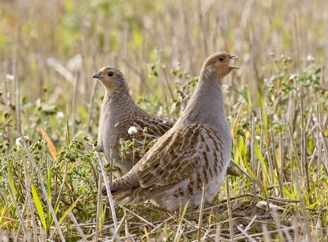 Pair Of Grey Partridges www.davidmasonimages.com Pair Of Grey Partridges www.davidmasonimages.com