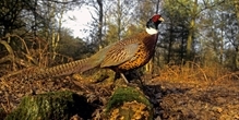 In what densities do released gamebirds disperse around release sites?