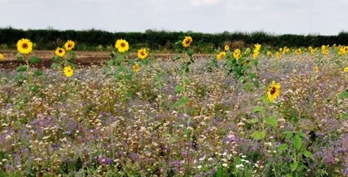Farmland Bird Walk Farmland Bird Walk