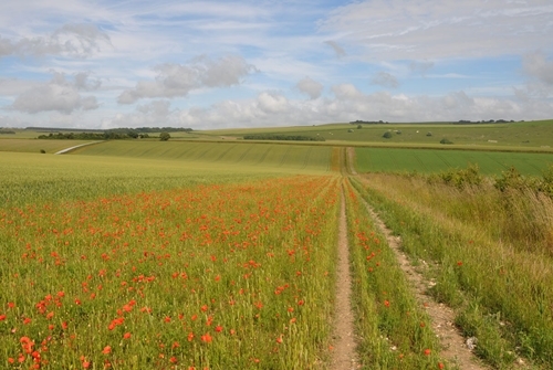 A conservation headland A conservation headland