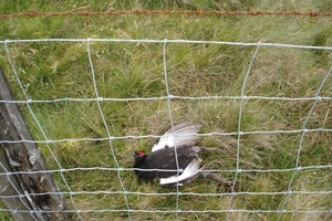 Black grouse fence collision