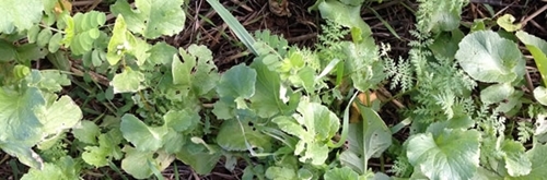 Cover Crop 060216