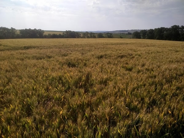 Crops