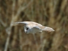 Providing homes for barn owls (and why it matters more than you might think)