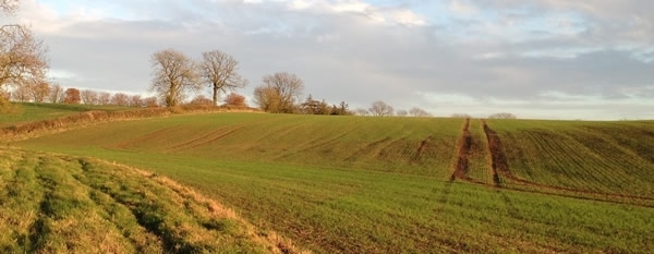 Buffer Strip 600 Buffer Strip 600