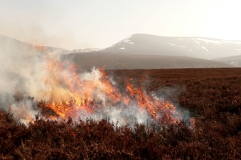 Muirburn
