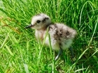 A UK first for ground-breaking Shropshire curlew project